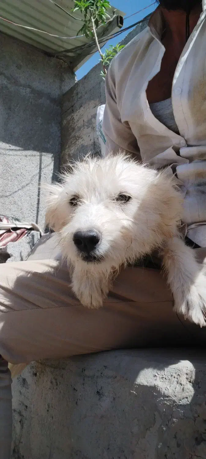 سگ شیتزو نژاد اصل|سگ|تبریز, |دیوار