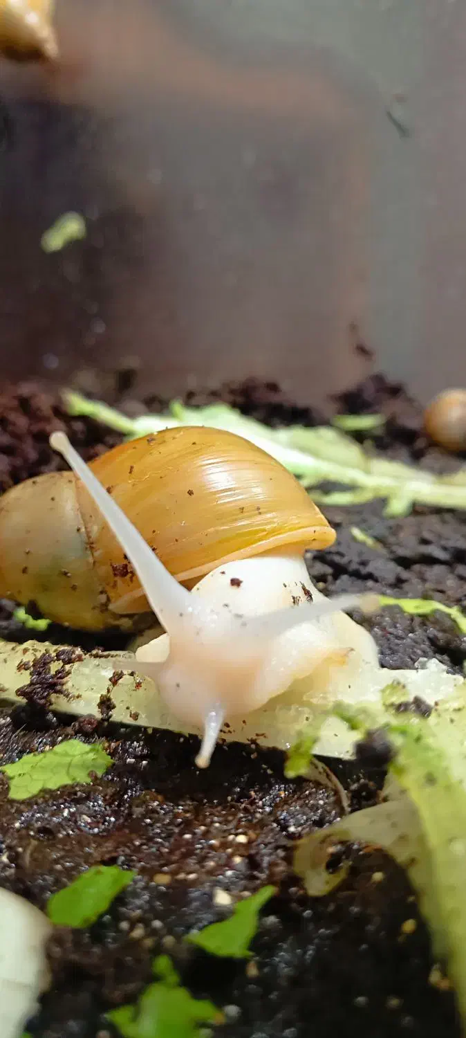 فروش حلزون مولد|خزنده|یزد, |دیوار