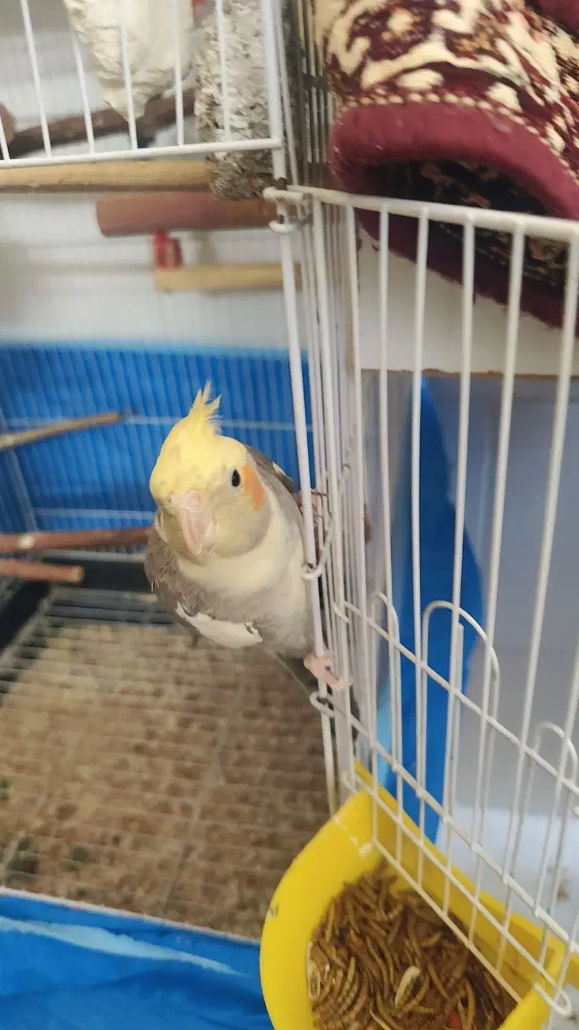 یک جفت عروس هلندی|پرنده|اشکذر, |دیوار