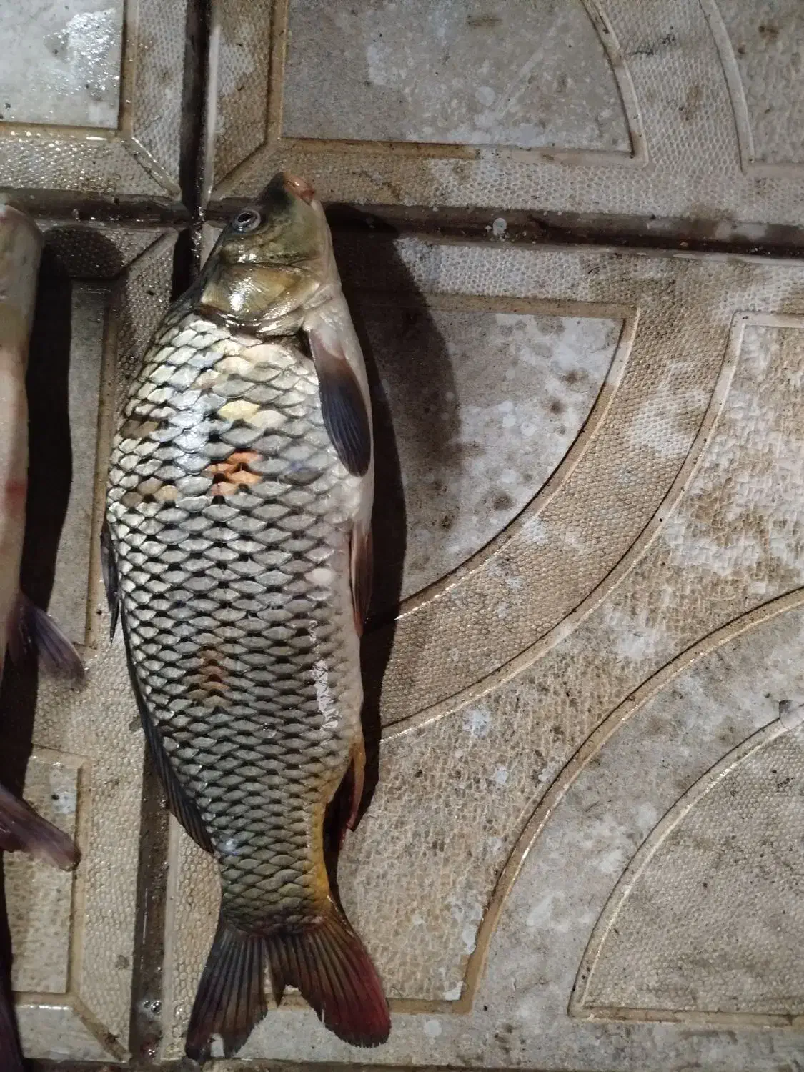 mahei آزاد|ماهی|ارس, |دیوار