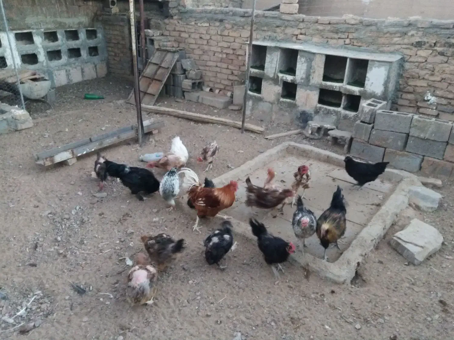 مرغ و خروس  و جوجه مرغ و جوجه خروس|حیوانات مزرعه|سرایان, |دیوار
