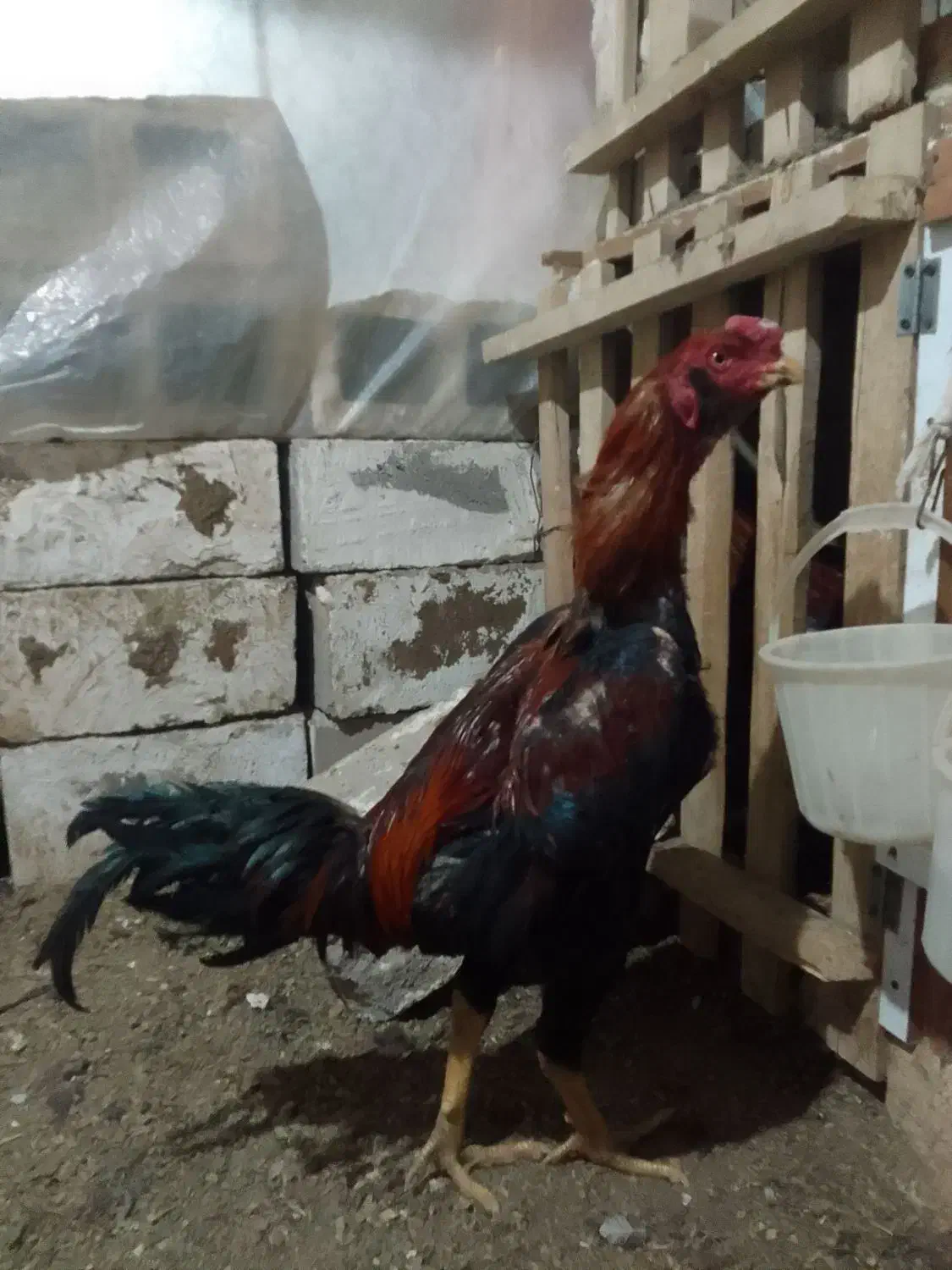 لاری ۱۱ماهه خ ر و س|حیوانات مزرعه|چهاربرج, |دیوار