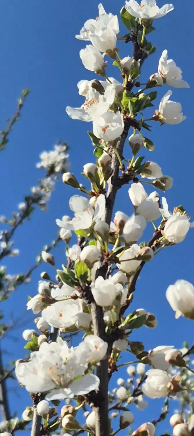 سرایدار باغبان ایرانی یا اتباع با کارت آمایش|استخدام سرایداری و نظافت|قزوین, |دیوار