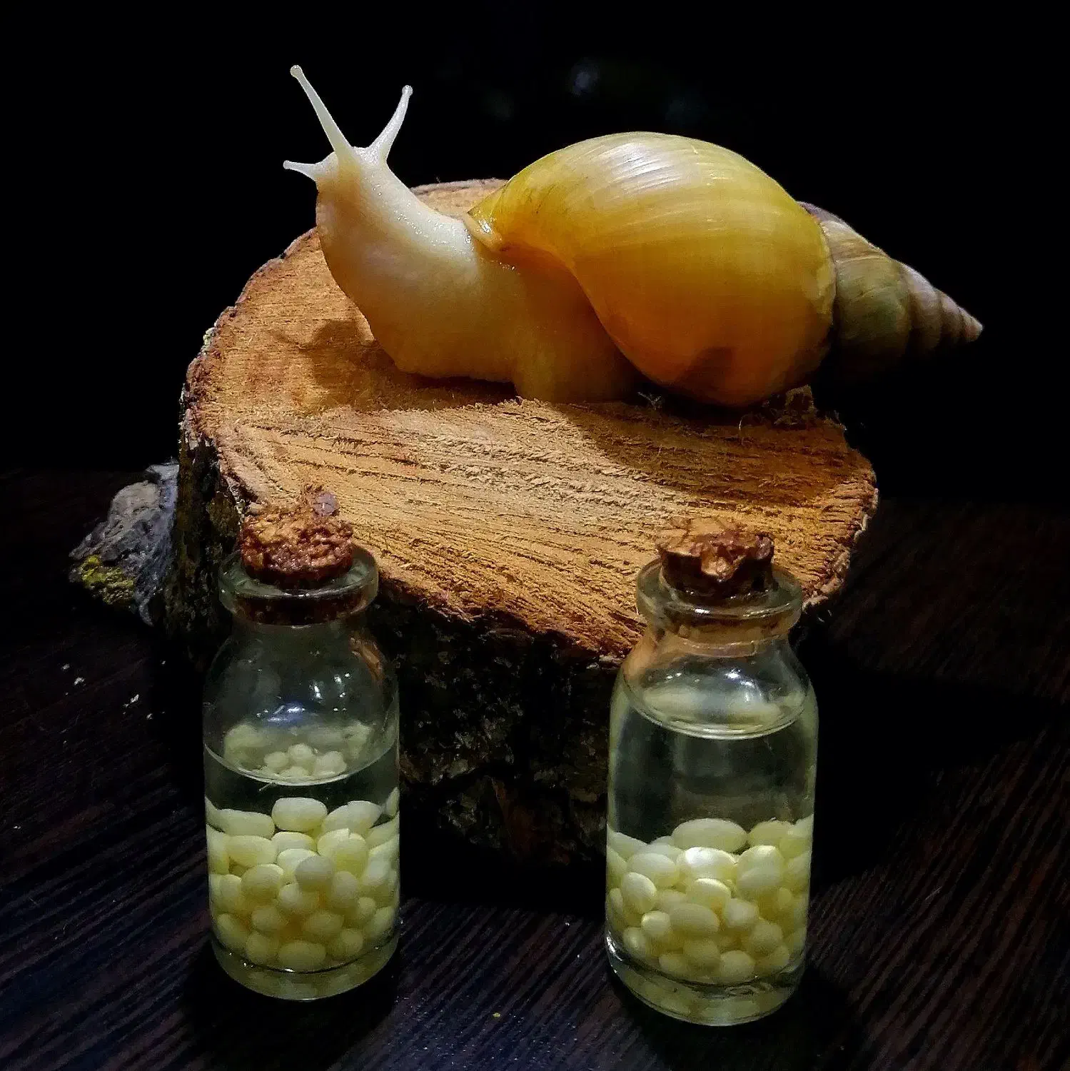 حلزون مولد تخم گذار و بچه حلزون|خزنده|بم, |دیوار