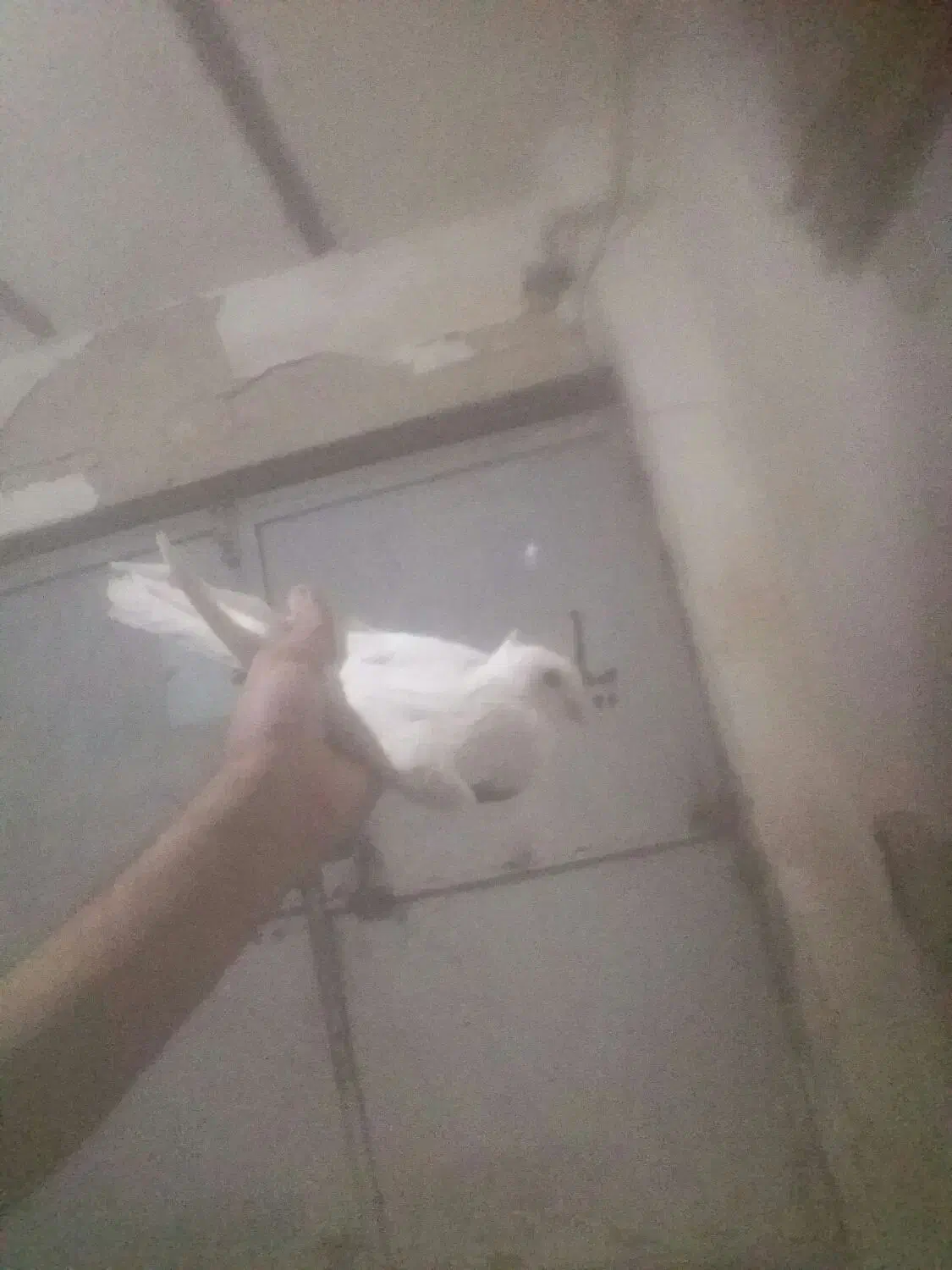 کبوتر پرشی م ع ا و ض ه|پرنده|باوی, |دیوار