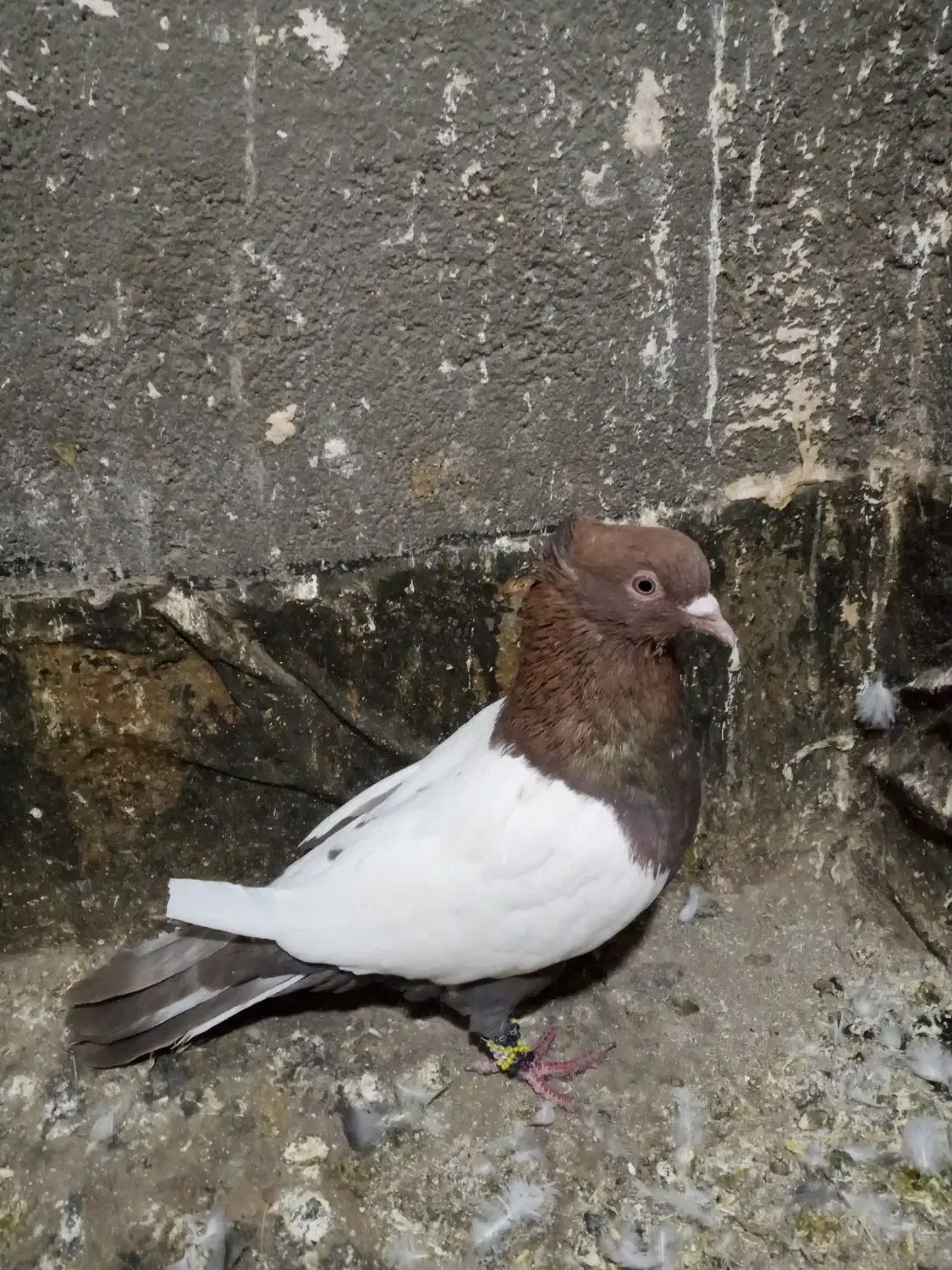 یک عدد سینه سرخ کاردرست|پرنده|تربت جام, مسکن ملی|دیوار