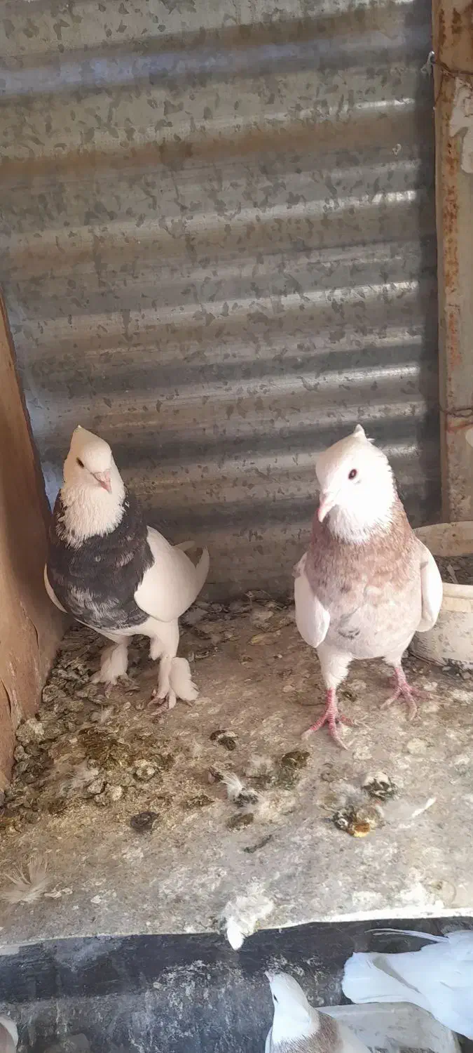 طوقی|پرنده|آران و بیدگل, |دیوار