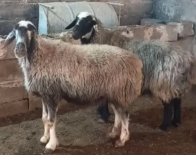 ۲راس سالار میش آبستن ترکی روزگاری|حیوانات مزرعه|شیراز, حافظیه|دیوار