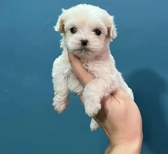 توله مالتیزکراس|سگ|شیراز, صنایع الکترونیک|دیوار