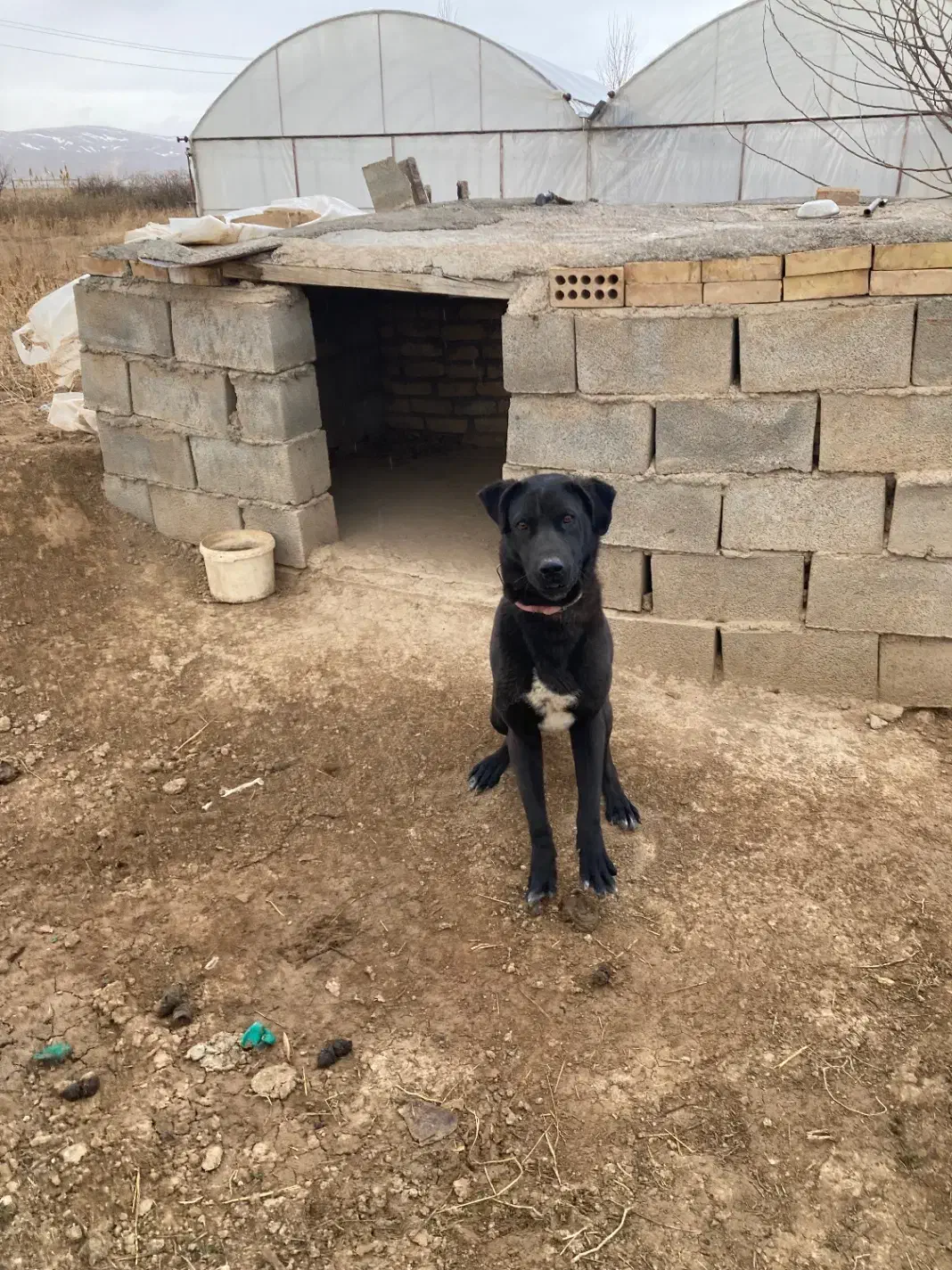 سگ نگهبان|سگ|بجنورد, |دیوار