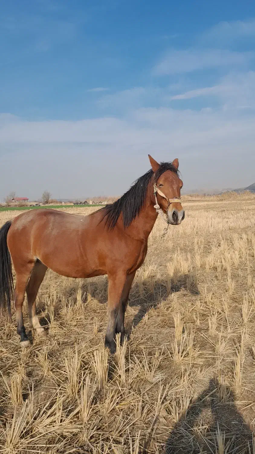 اسب ترکمن|اسب و تجهیزات اسب‌سواری|مانه, |دیوار