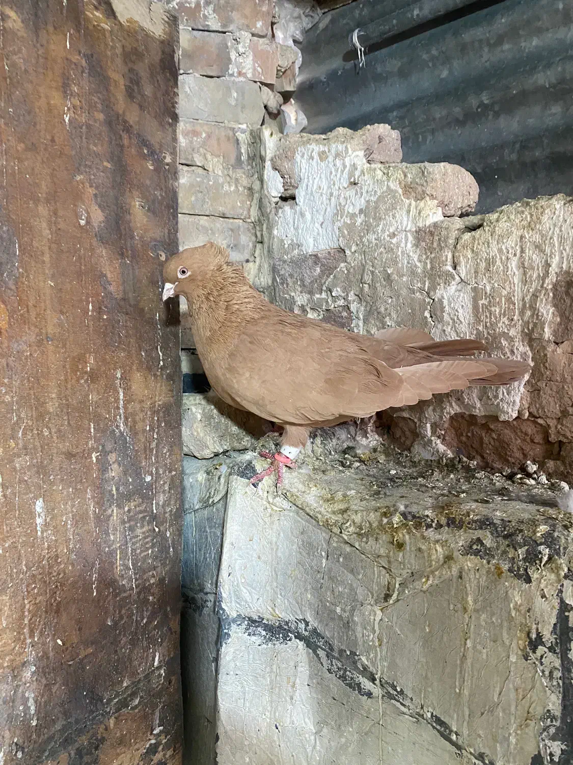 سرخ دم سفید و زرد کاکل|پرنده|شیراز, سیاه سنگ|دیوار