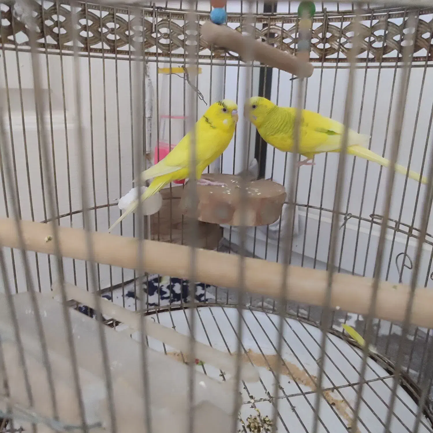 مرغ عشق باقفس|پرنده|ابهر, |دیوار