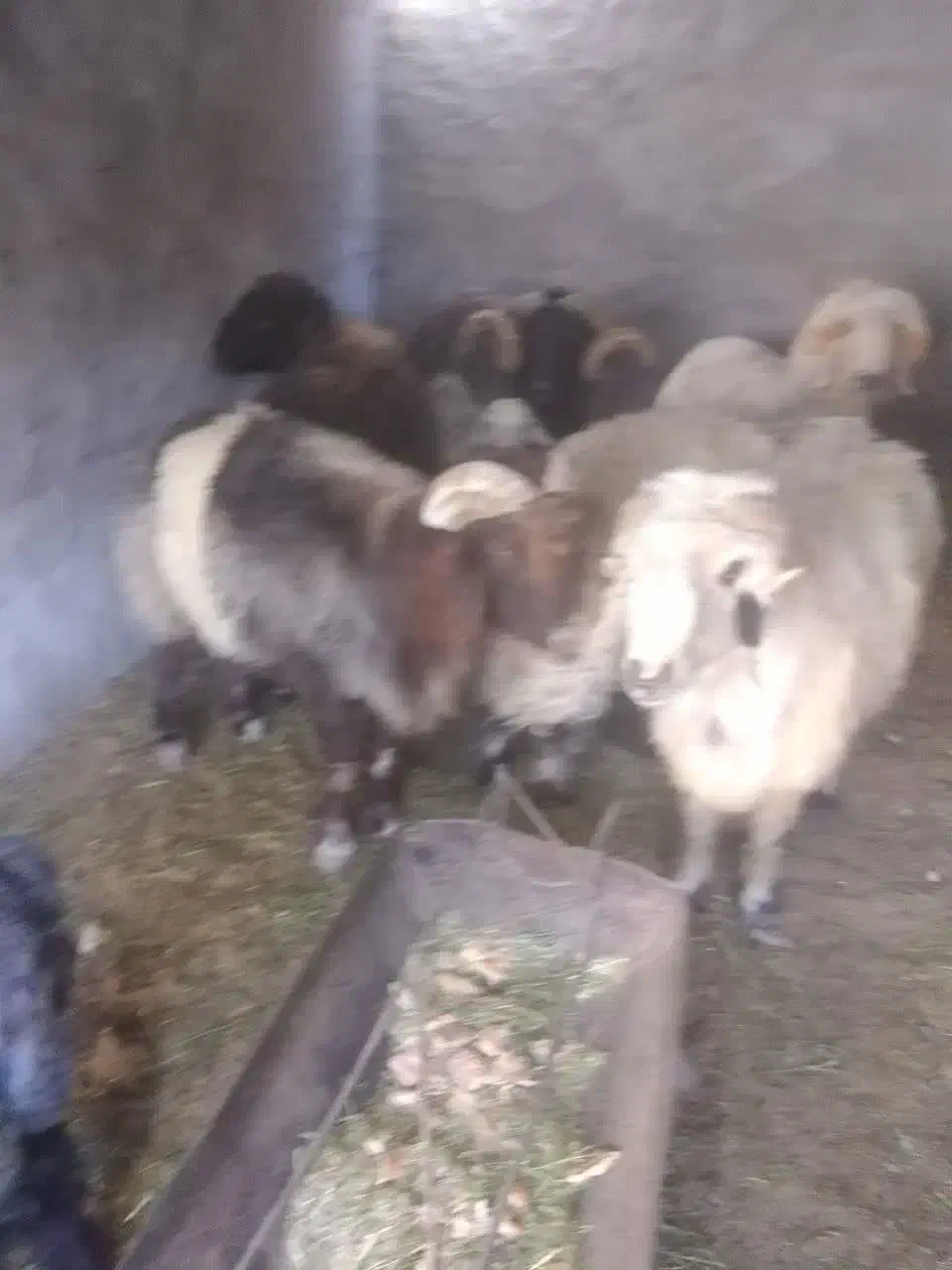 فروش بره قوچ مرغوب بختیاری و عربی|حیوانات مزرعه|مهریز, |دیوار