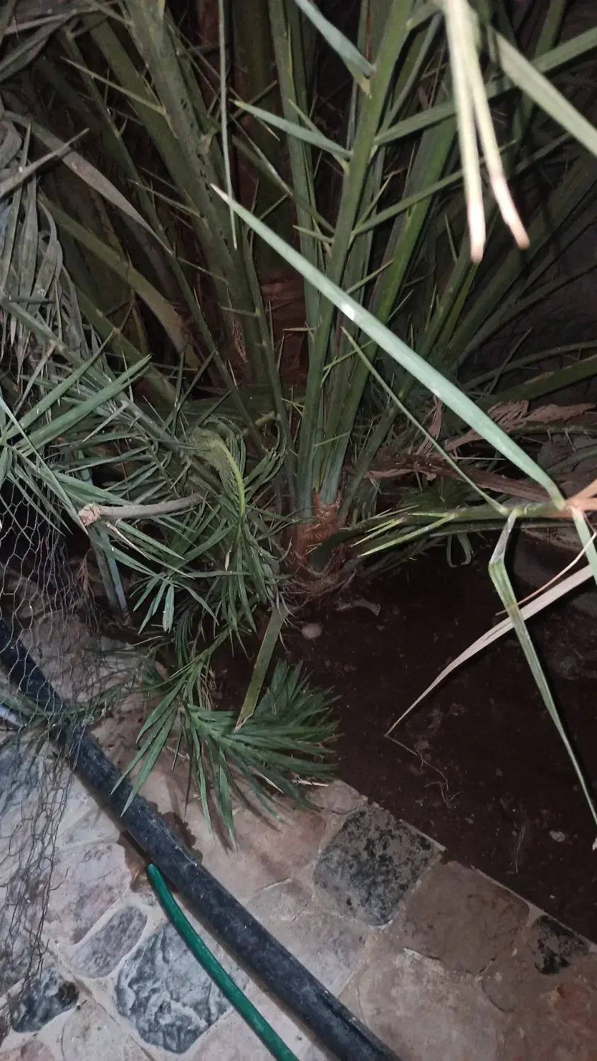 دمیت قندی|گل و گیاه طبیعی|شبانکاره, |دیوار