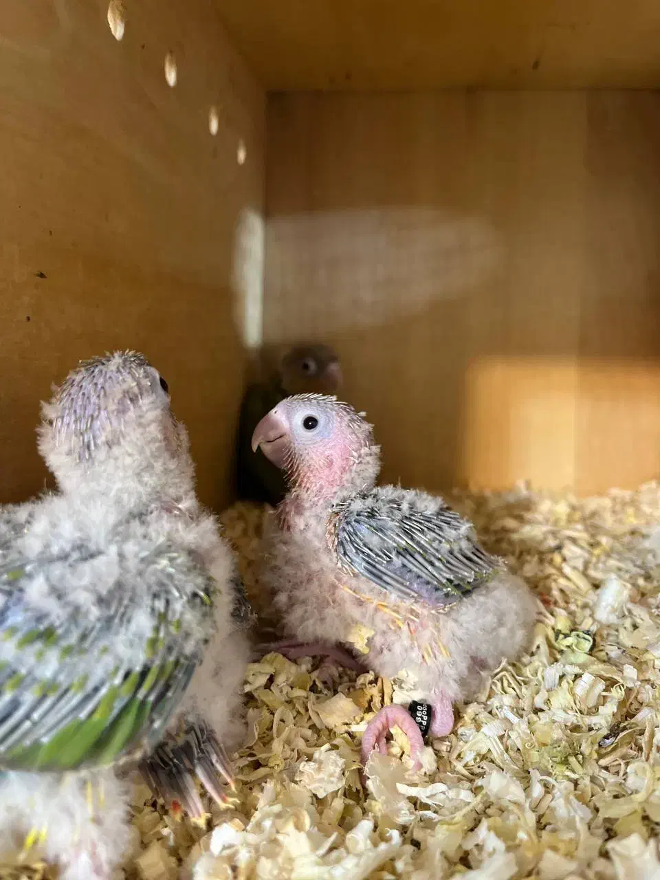 جوجه گرینچیک سرلاکی|پرنده|بجنورد, |دیوار