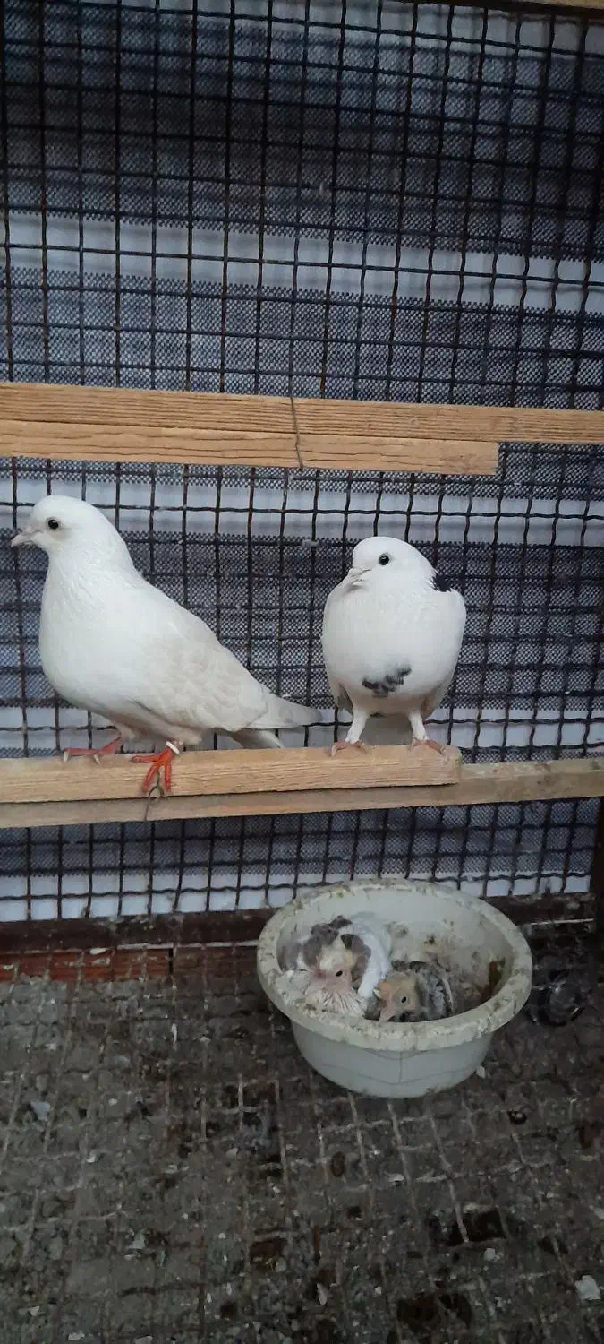 کبوتر بسیار بلند پرواز جوجه کش به شرت داده می‌شود|پرنده|کلاردشت, |دیوار