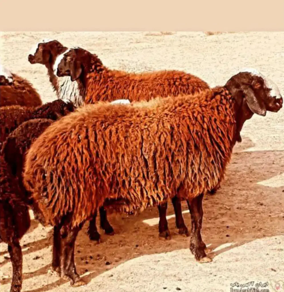 عقیقه عروسی زنده تولد بیمارستان گوسفند قربانی حجاج|حیوانات مزرعه|تهران, جنت‌آباد مرکزی|دیوار