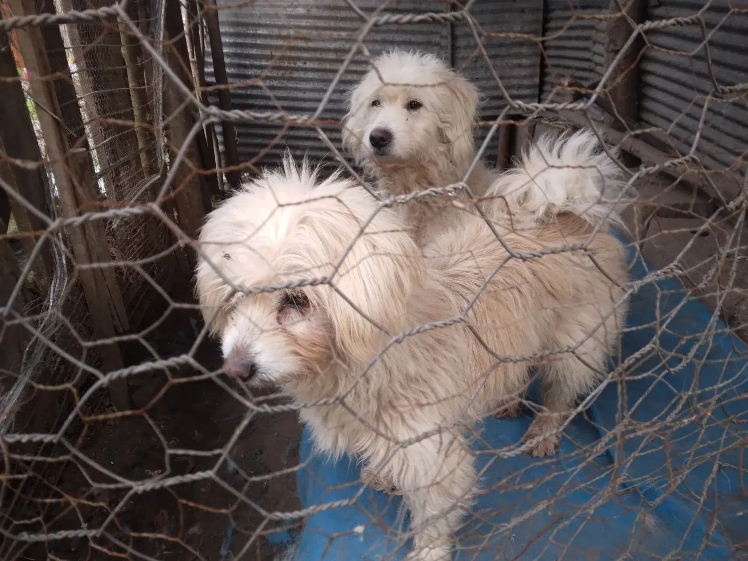 سگ نژاد دار ۰۰۰|سگ|کوچصفهان, |دیوار