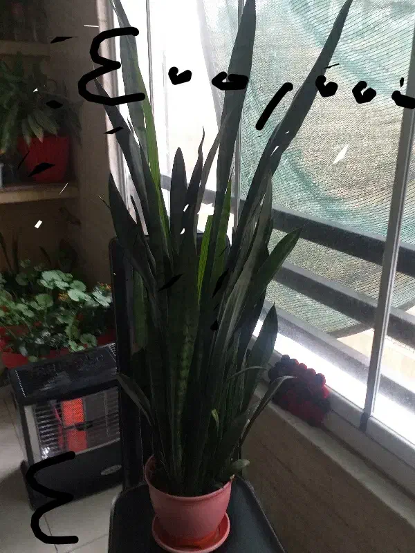 گل و گیاه|گل و گیاه طبیعی|کرج, اصفهانیها|دیوار