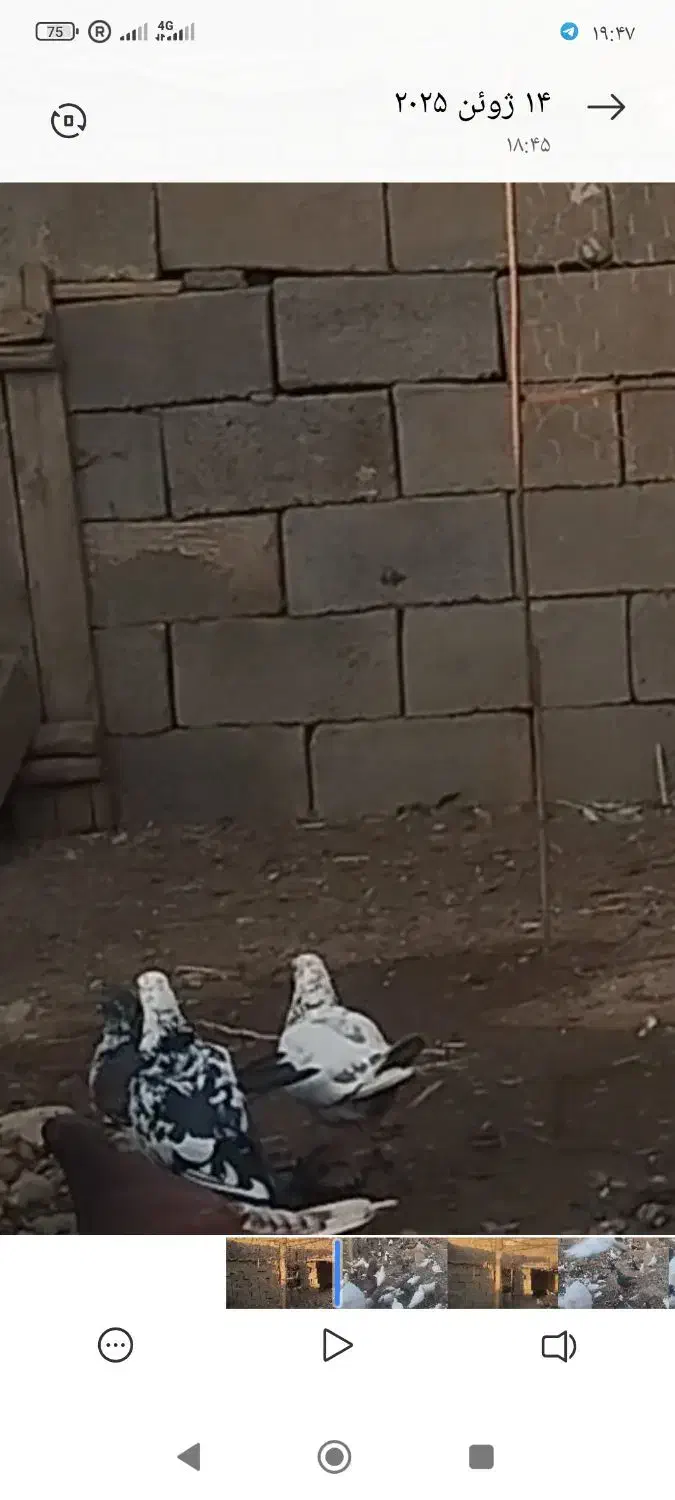 این کبوتر  یه بیست روز میشه رفت|حیوانات|خوی, |دیوار