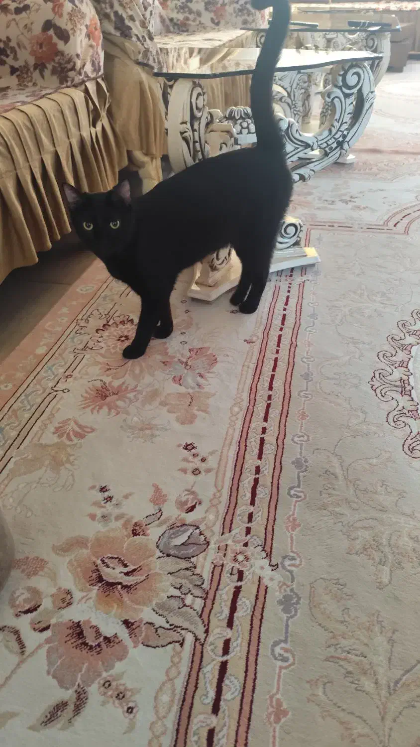 گربه خانگی|گربه|سیرجان, |دیوار