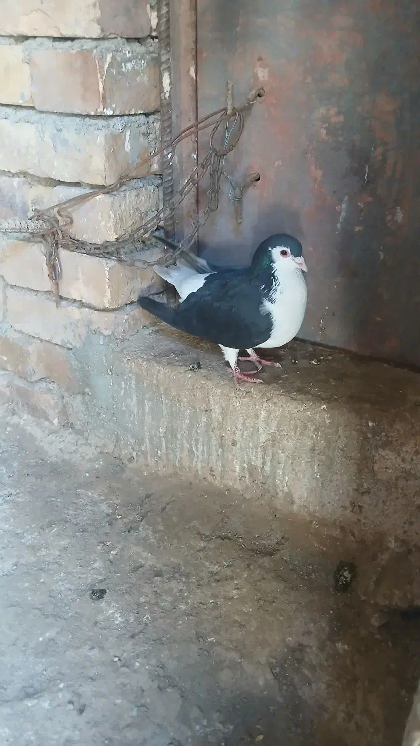 سده نر|پرنده|جوین, |دیوار