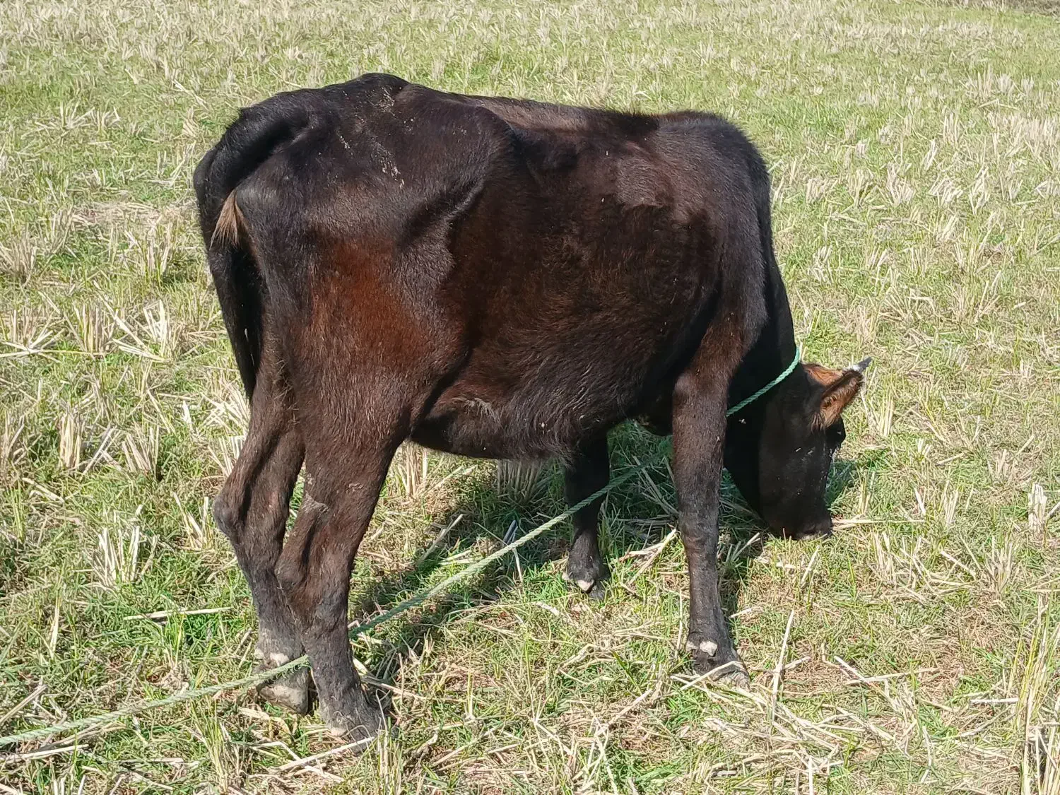گاو با گوساله ماده|حیوانات مزرعه|صومعه‌سرا, |دیوار
