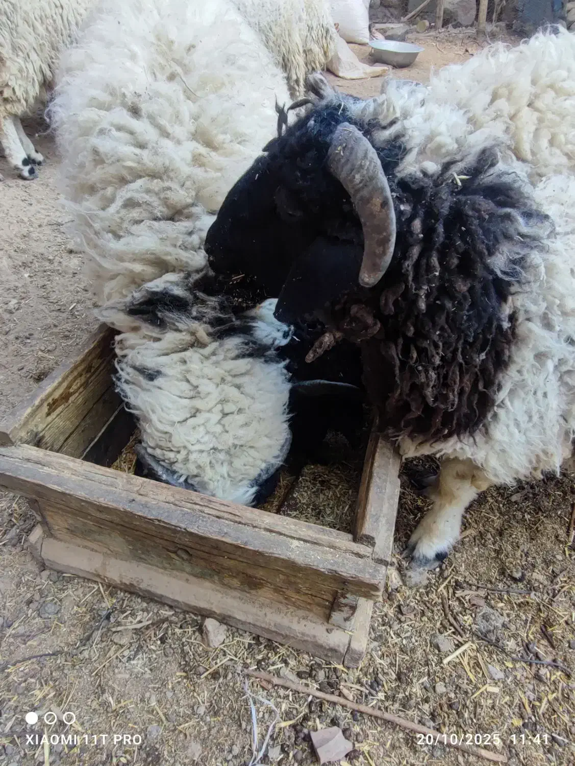 فروش تعدادی بره نر|حیوانات مزرعه|رابر, |دیوار