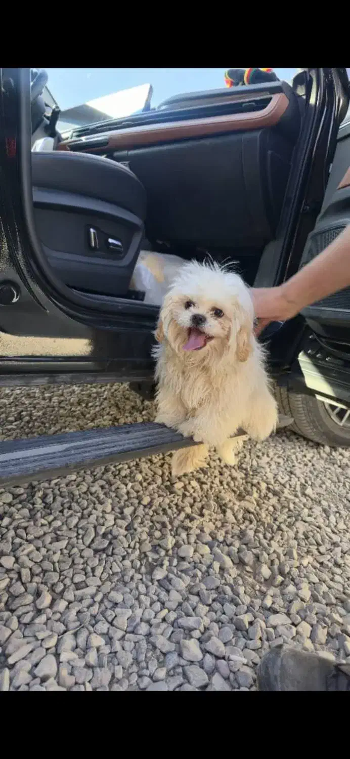 توله خانگی|سگ|سلفچگان, |دیوار