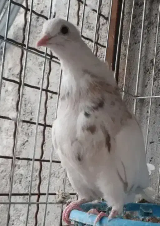 یک جوجه و جوونه|حیوانات|بیرجند, |دیوار