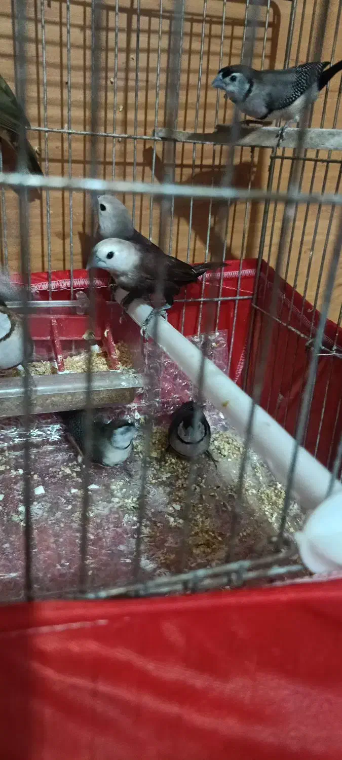 فنچ مونیا راهب|پرنده|تهران, ارامنه|دیوار