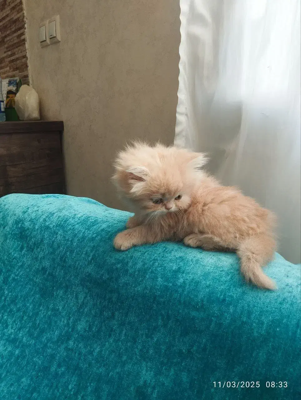 پرشین کرمی اصیل|گربه|کرج, فاز ۲ مهرشهر|دیوار