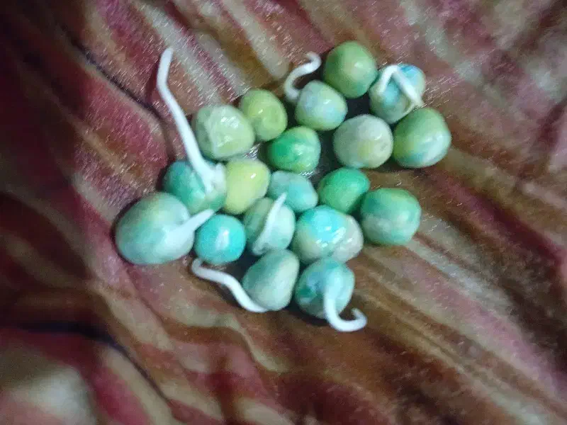 نخود فرنگی آمریکایی دارم|خدمات باغبانی و درختکاری|گنبد کاووس, |دیوار