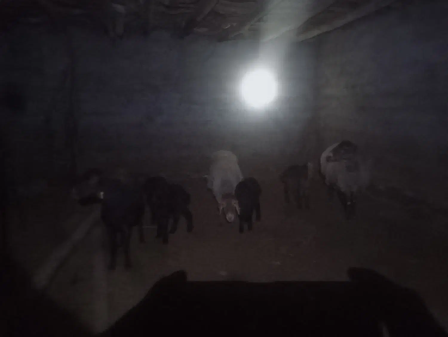 سه راس میش یک عدد دوقل دوعد یک قل|حیوانات مزرعه|نوده انقلاب, |دیوار