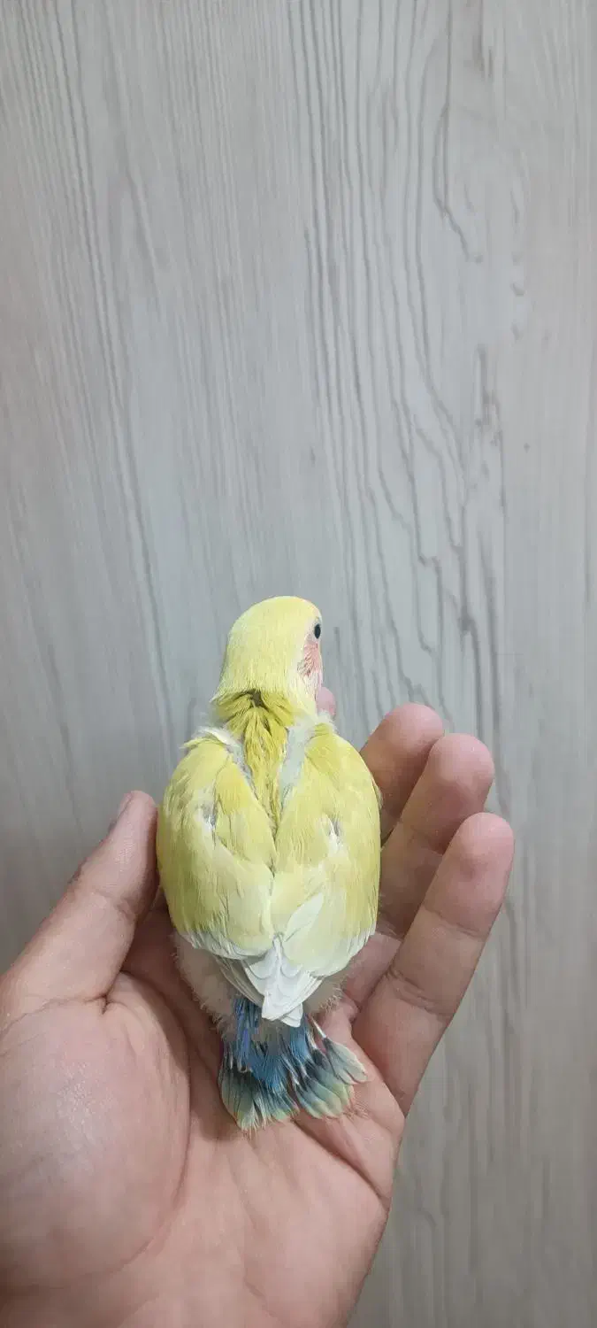 طوطی برزیلی سرلاکی زرد|پرنده|دزفول, |دیوار