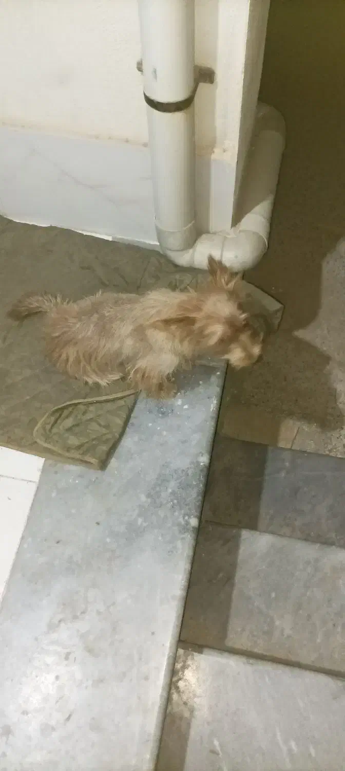 سگ پاکوتاه|سگ|گنبد کاووس, |دیوار