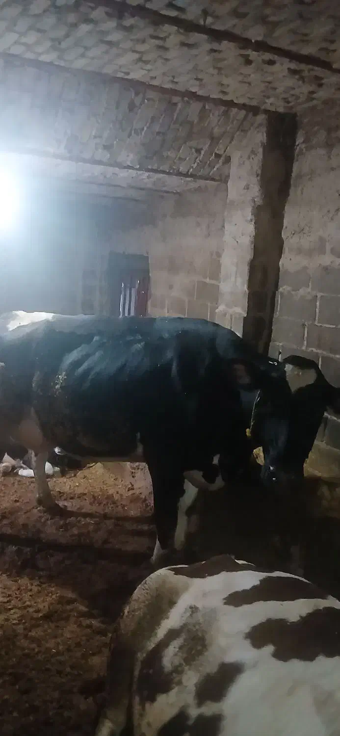 گاو گوساله|حیوانات مزرعه|تاکستان, |دیوار