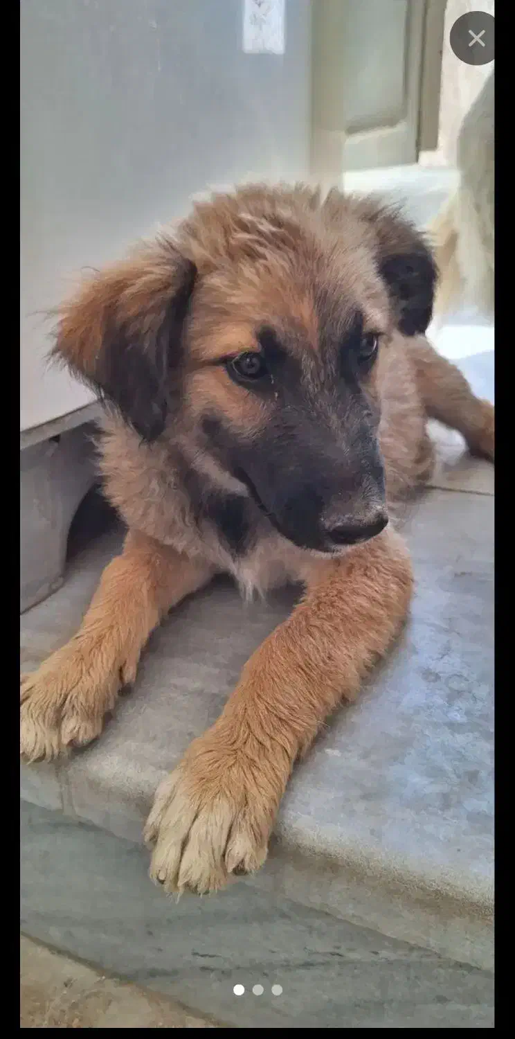 سگ ژرمن شپرد|سگ|یزد, |دیوار