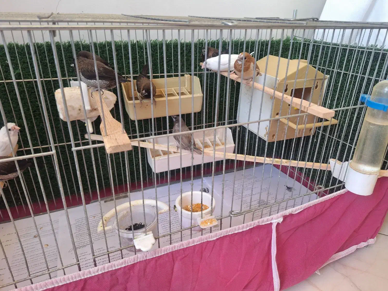 * فنچ بنگالی *|پرنده|کرج, چهارصد دستگاه|دیوار