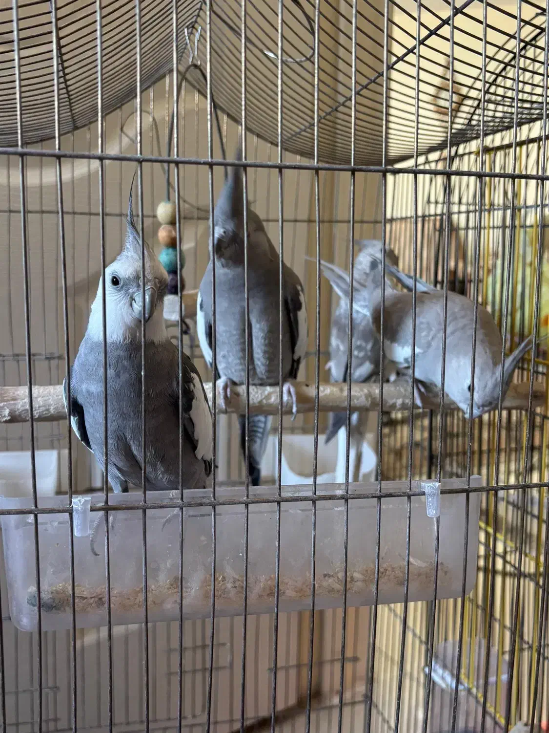 عروس هلندی نروماده|پرنده|پرند, فاز ۲|دیوار