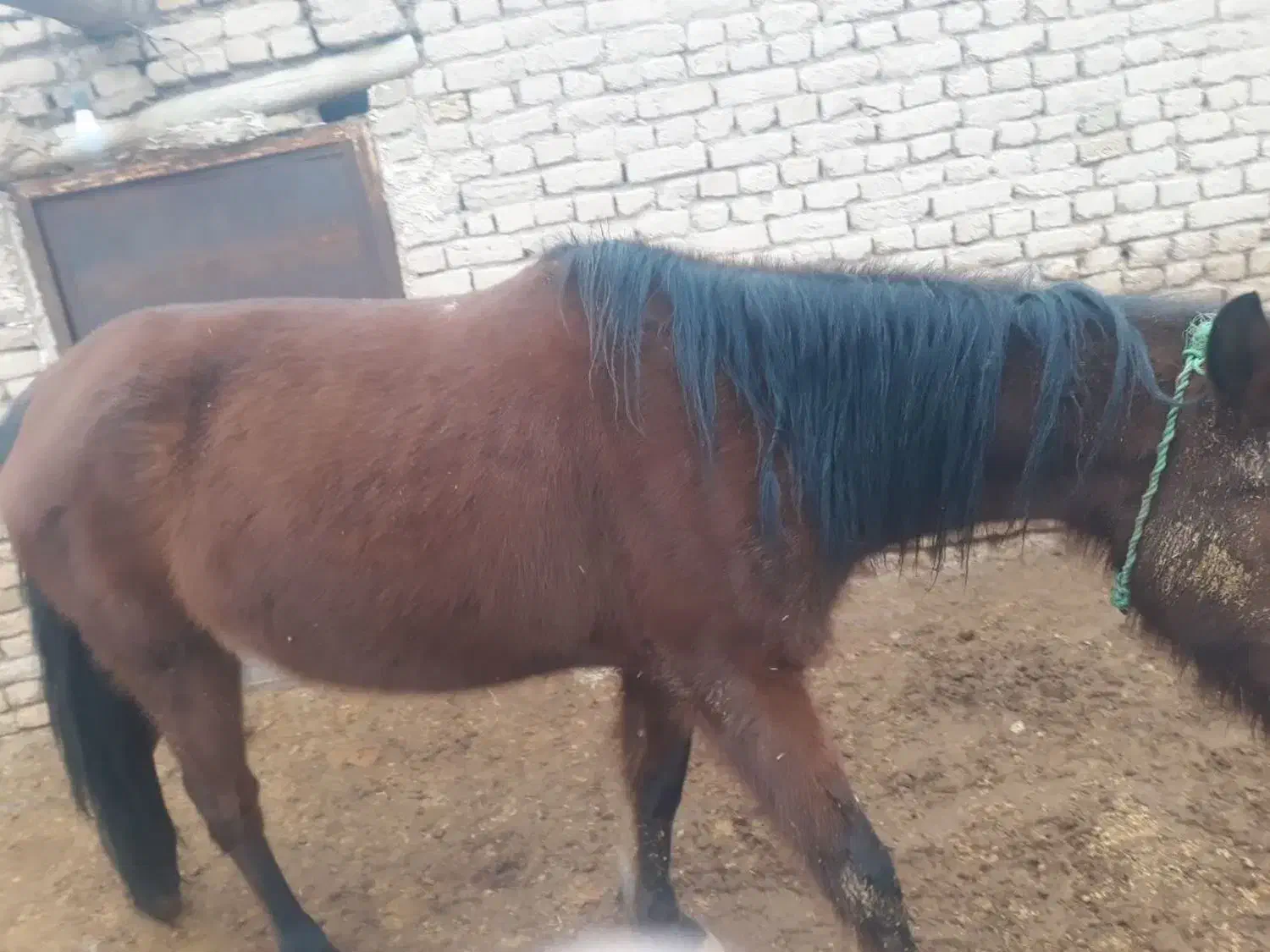 اسب گلگی آبستن فروشی|اسب و تجهیزات اسب‌سواری|مشهد, شهرک بهارستان|دیوار