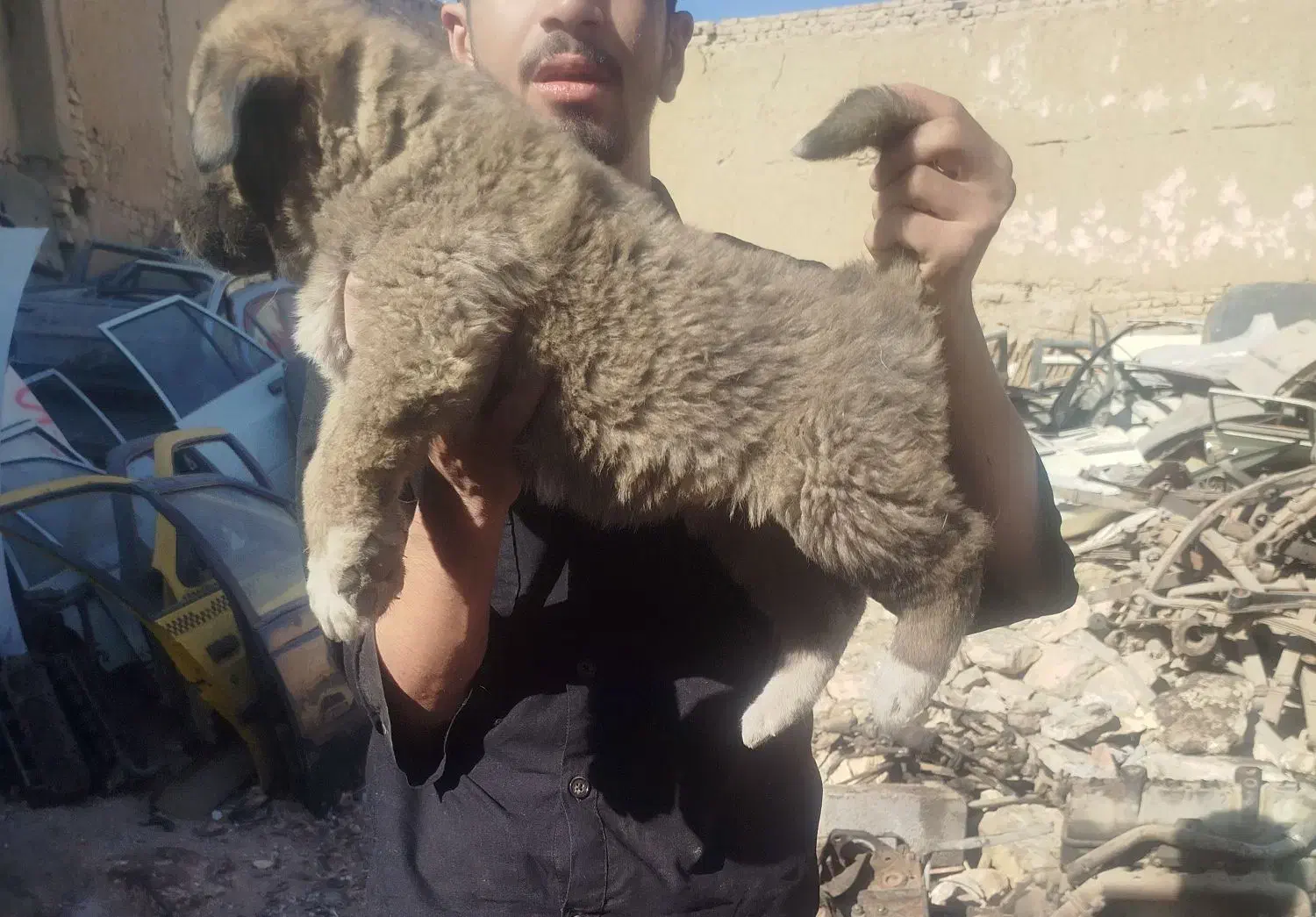 سگ سرابی عراقی پژدر خراسانی آلابای افغان|سگ|کبودرآهنگ, |دیوار