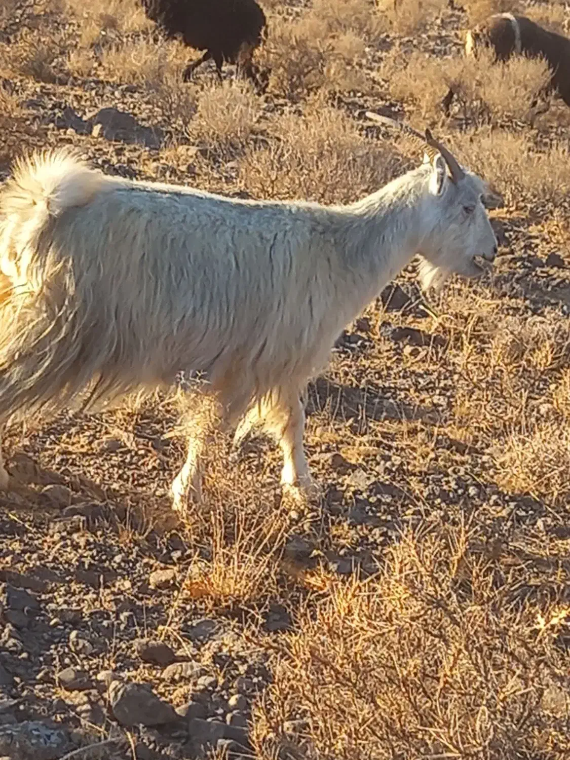 ببز|حیوانات مزرعه|اراک, |دیوار