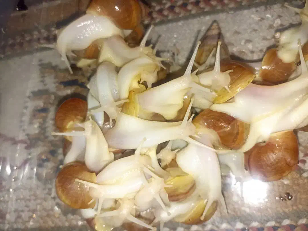 حلزون اچاتینا آلبینو|خزنده|شیراز, شهرک گلستان|دیوار