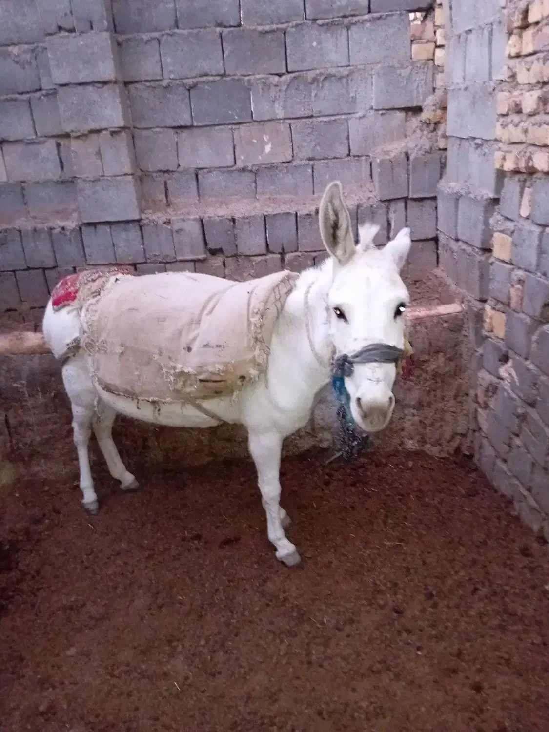 فروشیوتعویض باخرکار|حیوانات مزرعه|بوئین و میاندشت, |دیوار