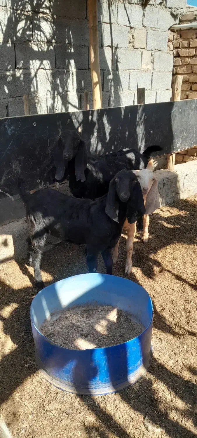 بزبادوتاکهره|حیوانات مزرعه|کرمان, |دیوار