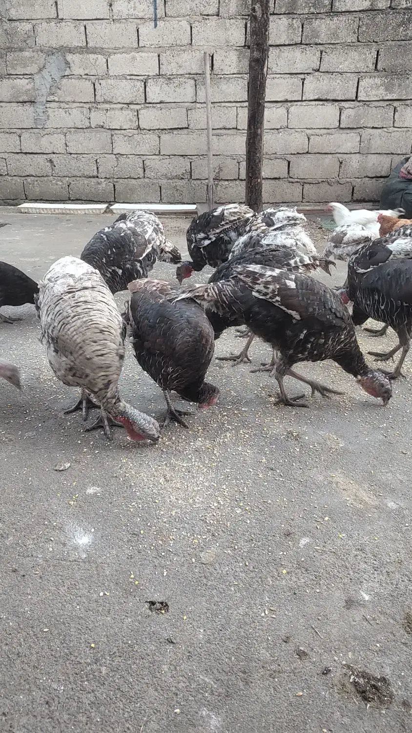 تعدادی بوقلمون|حیوانات مزرعه|شیرگاه, |دیوار