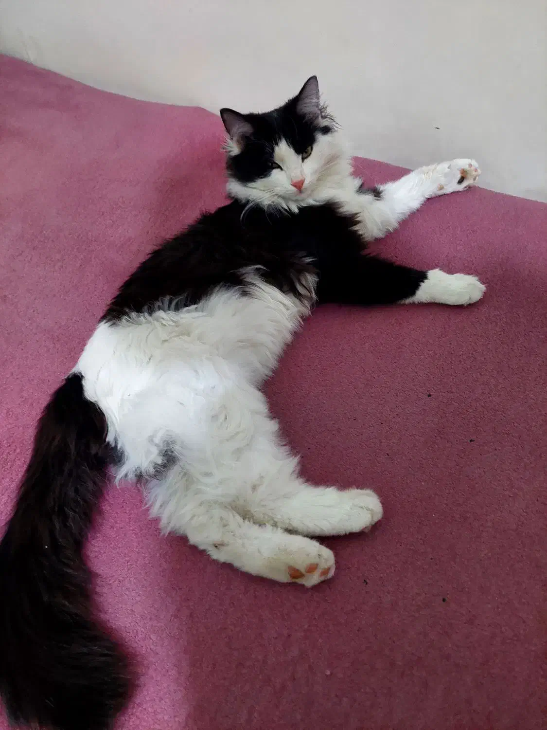 گربه DLH گمشده|حیوانات|اصفهان, تیران|دیوار