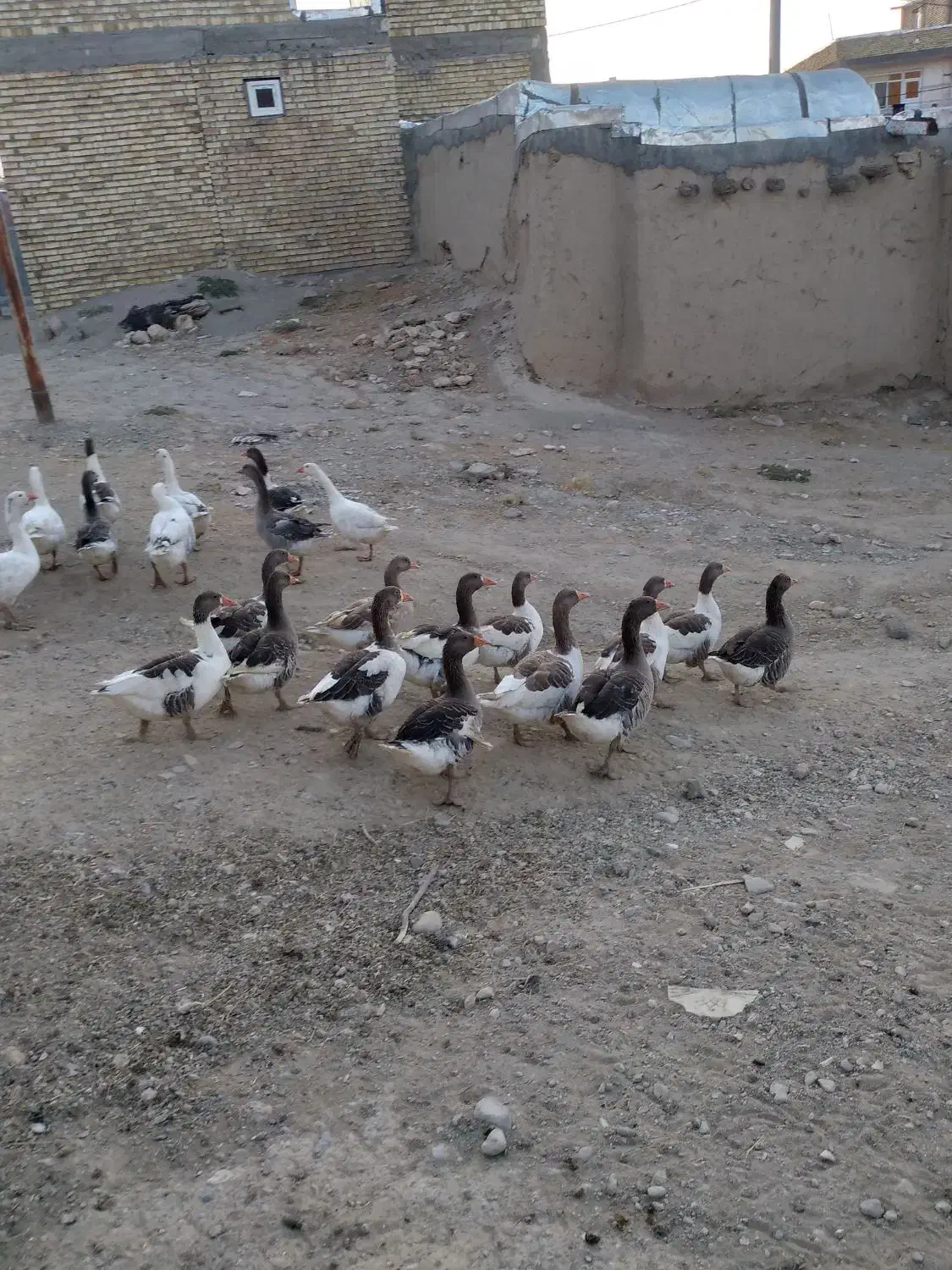 غاز محلی|حیوانات مزرعه|دیواندره, |دیوار